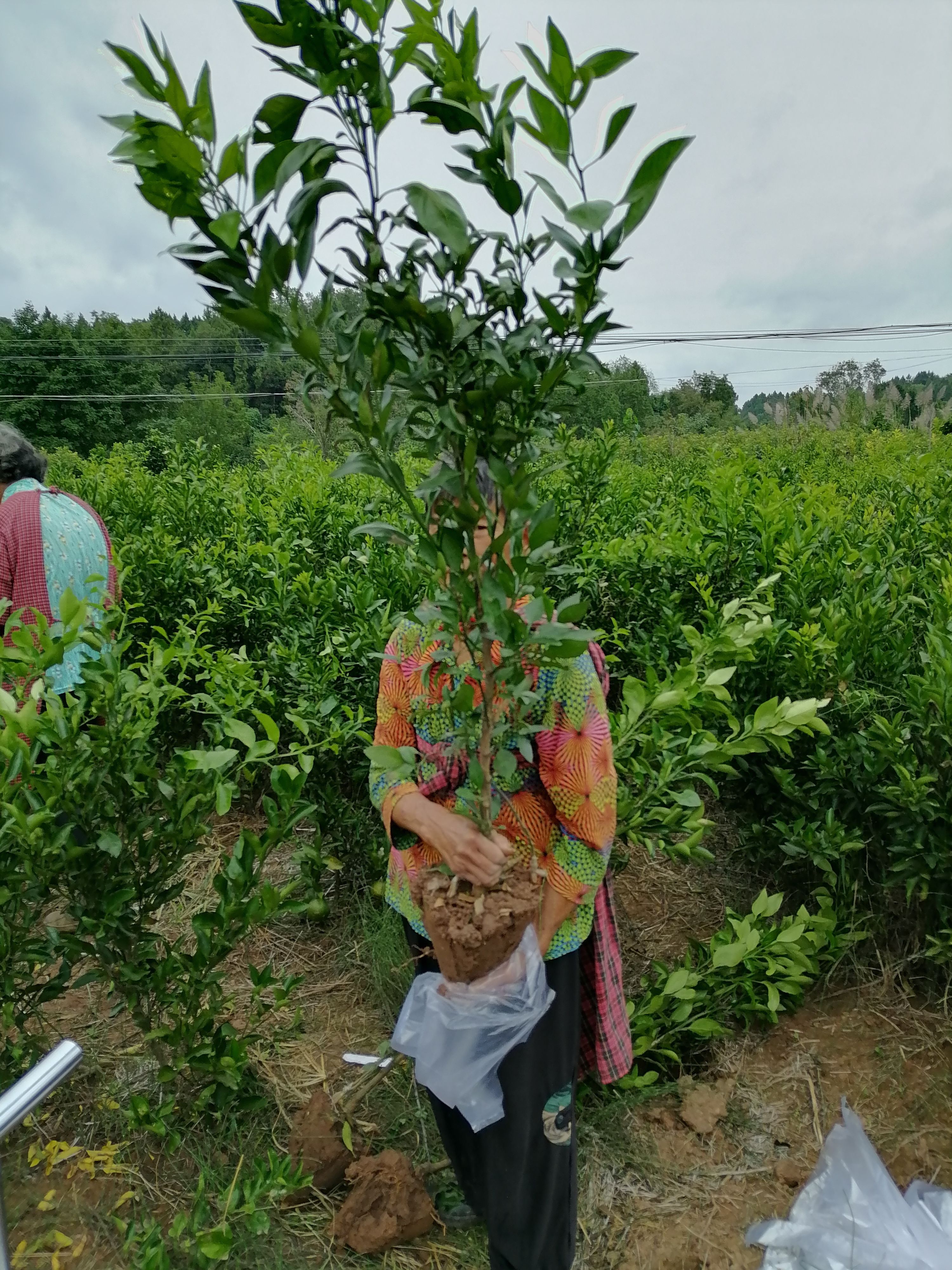 沃柑苗  普通沃柑土球苗、沃柑地苗，苗好价优！