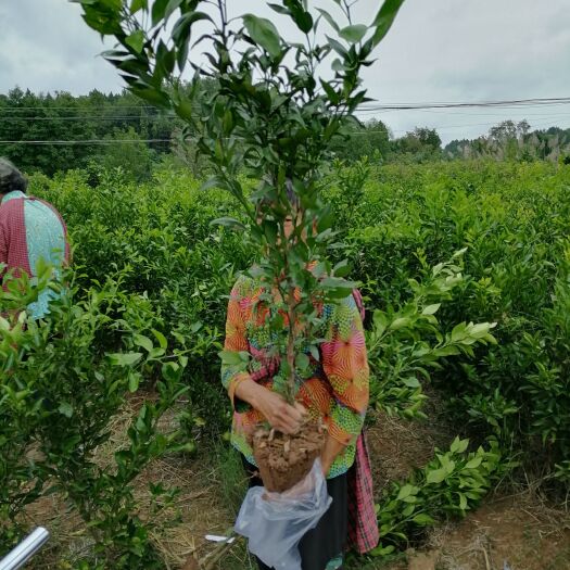 沃柑苗  普通沃柑土球苗、沃柑地苗，苗好价优！