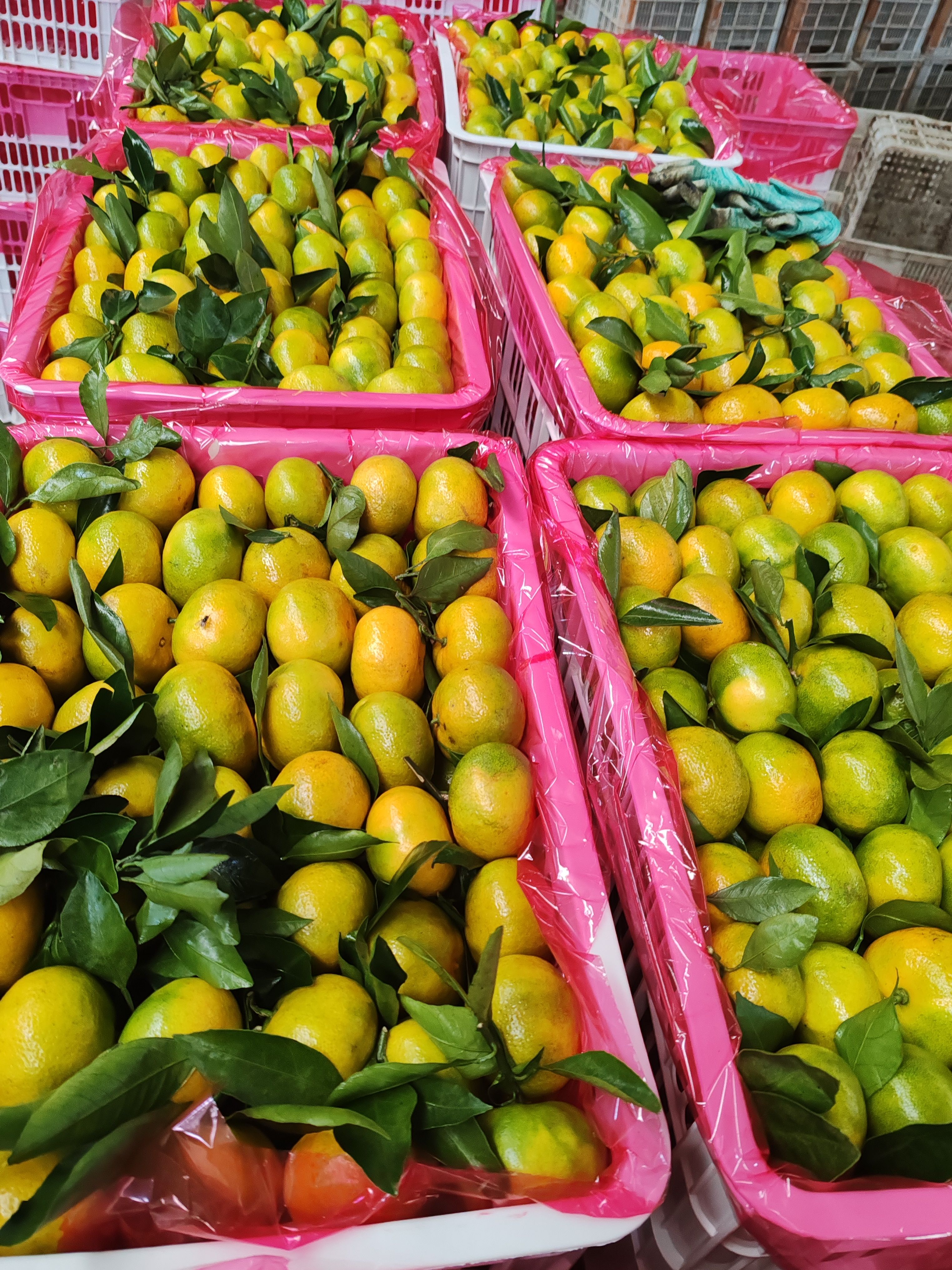 云南特早蜜桔大量上市，看园订货，果型扁平，果面干净，皮薄