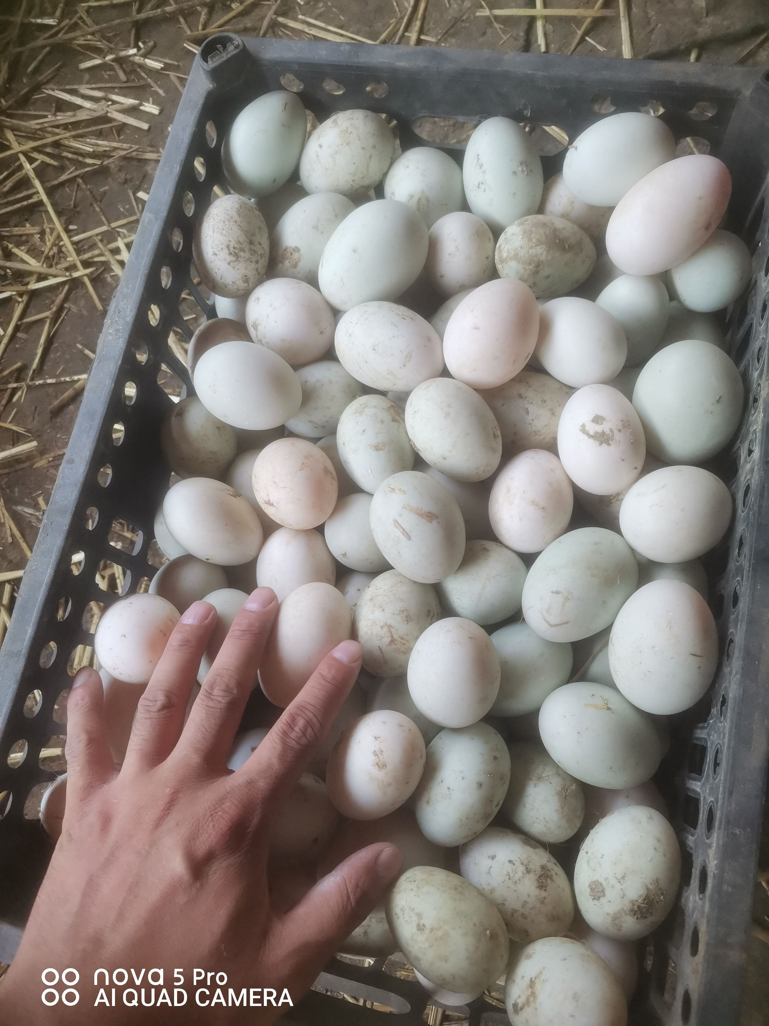 自家散养蛋鸭，新鲜土鸭蛋