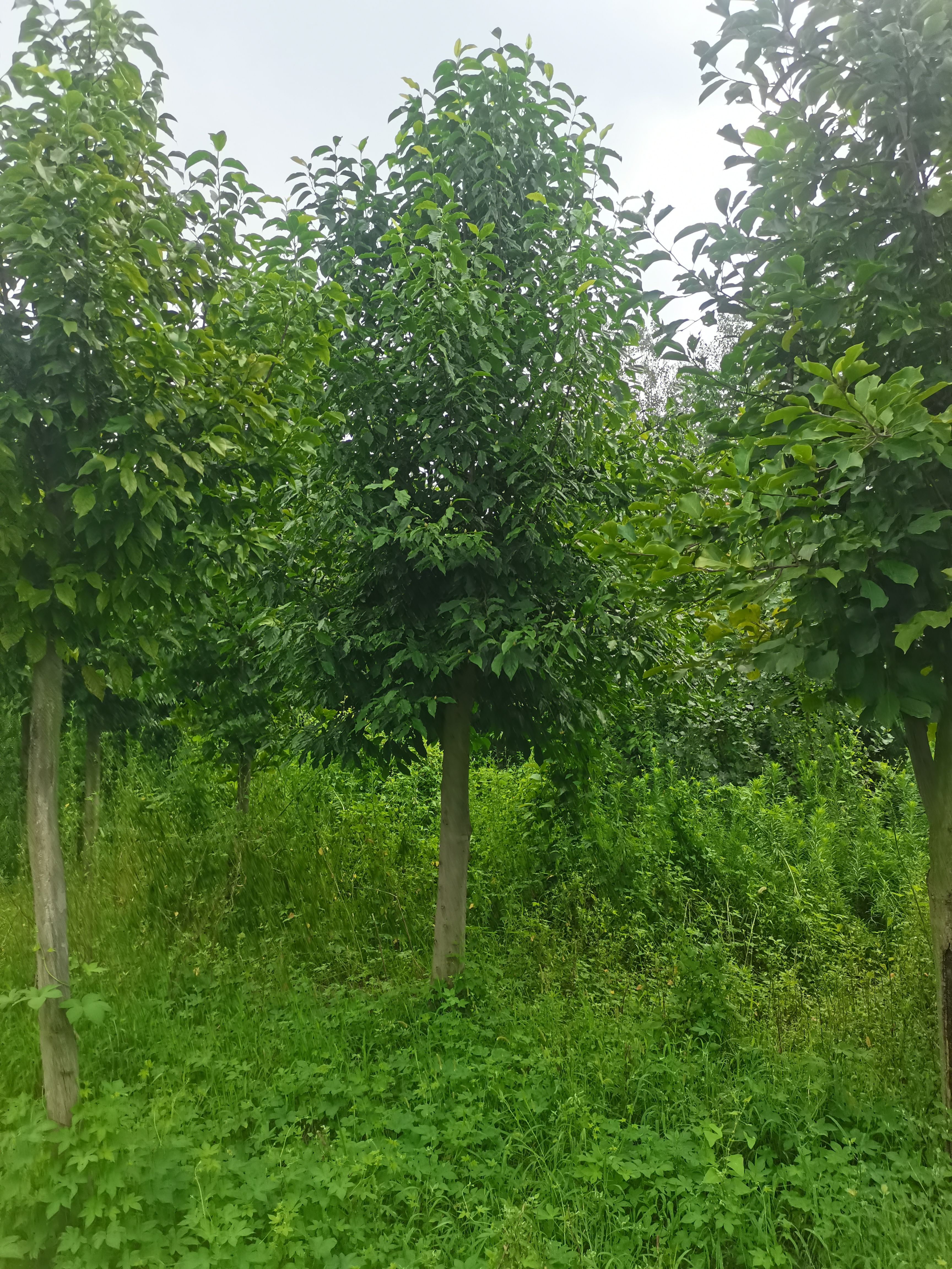 供应多规格二乔玉兰，白玉兰，紫玉兰，