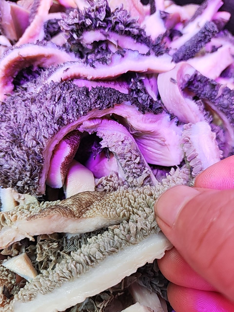 牛肚丝 熟土黄牛牛肚丝 纯干货 新鲜加工