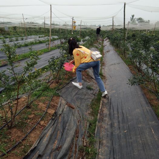 安陆市采摘园合土地作出让