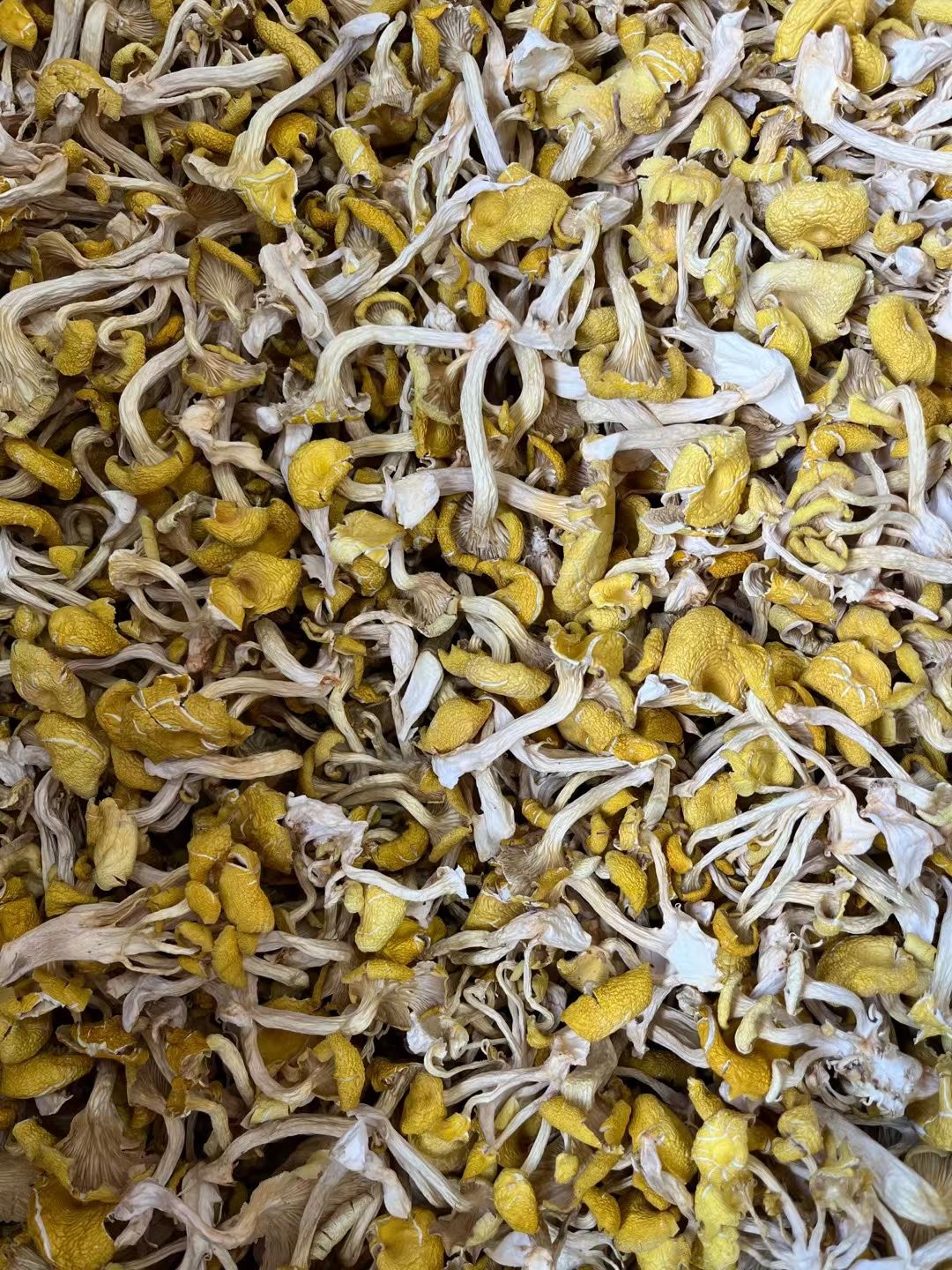 精品榆黄菇