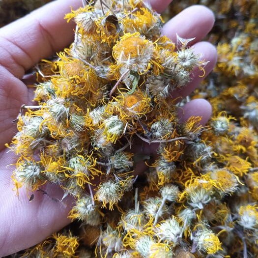 【旋覆花】金钱花 小黄花  伏花 旋覆花 现货供应 量大从优