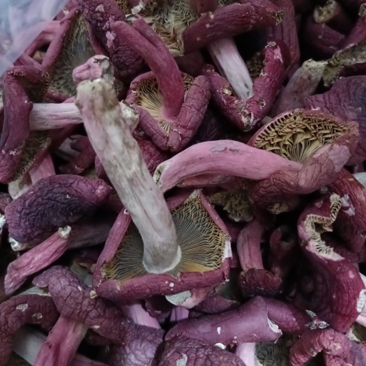 藤县象棋红菌  红菇  野生红菇红菌   广西象棋红菇