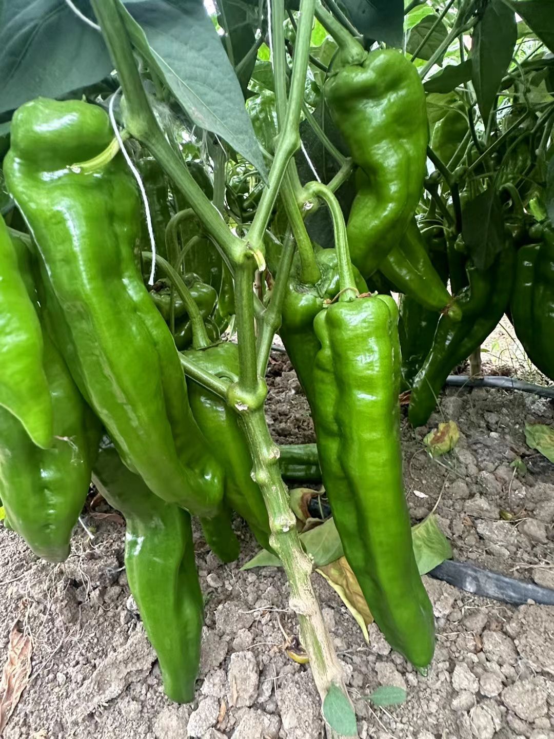 有线椒，芜湖椒，301 泡椒，龙椒，湘研 55 新优系列