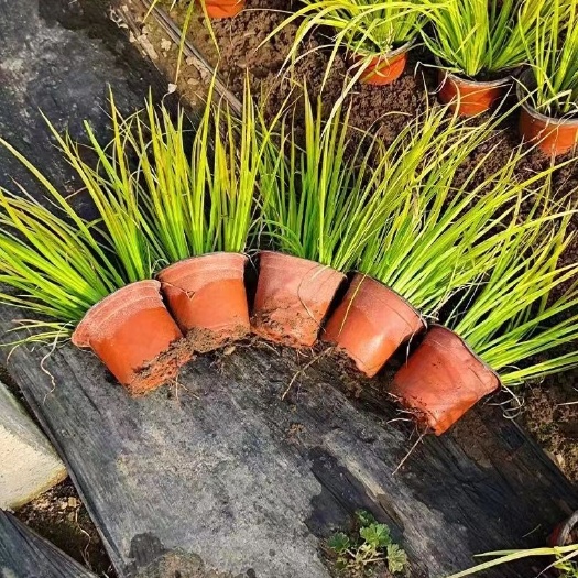 金叶石菖蒲，双色盆苗小杯苗，多芽苗，种植基地批发价格