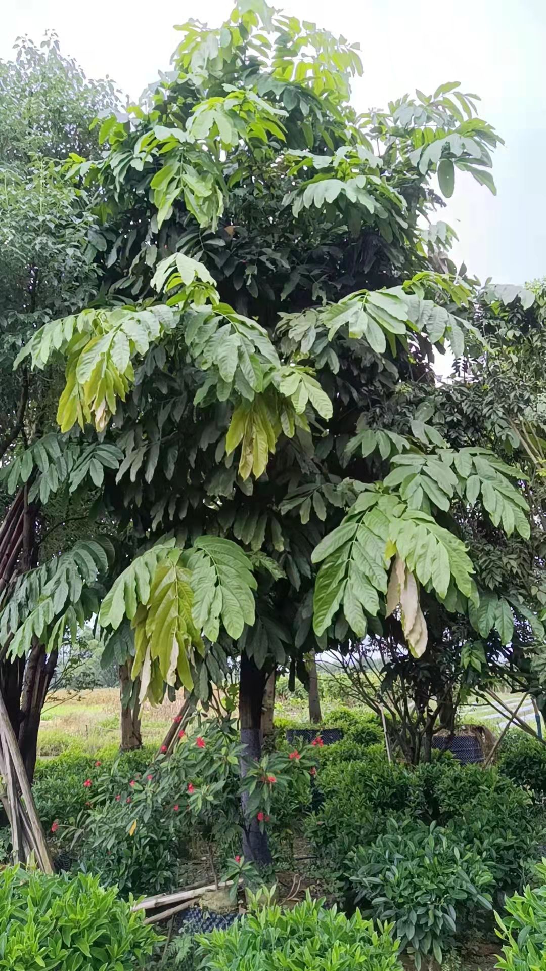 无忧树 火焰花～无忧花