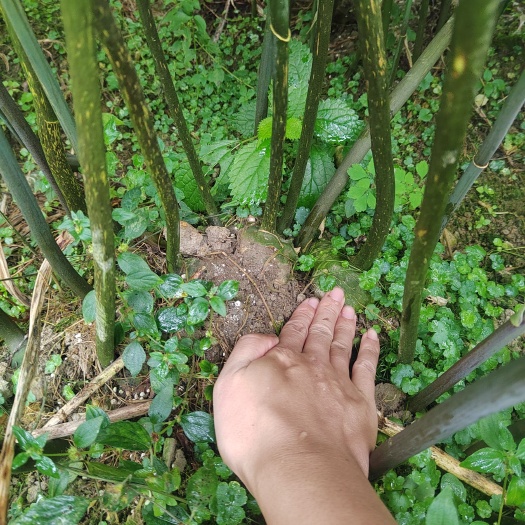 新宁县黄精种块茎
