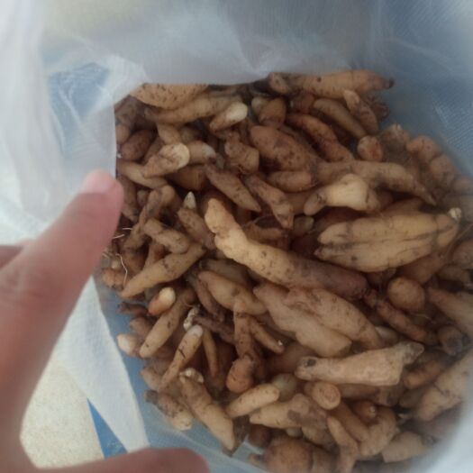 思茅双肾参