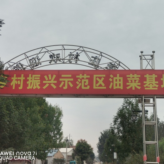 鄄城县油菜
