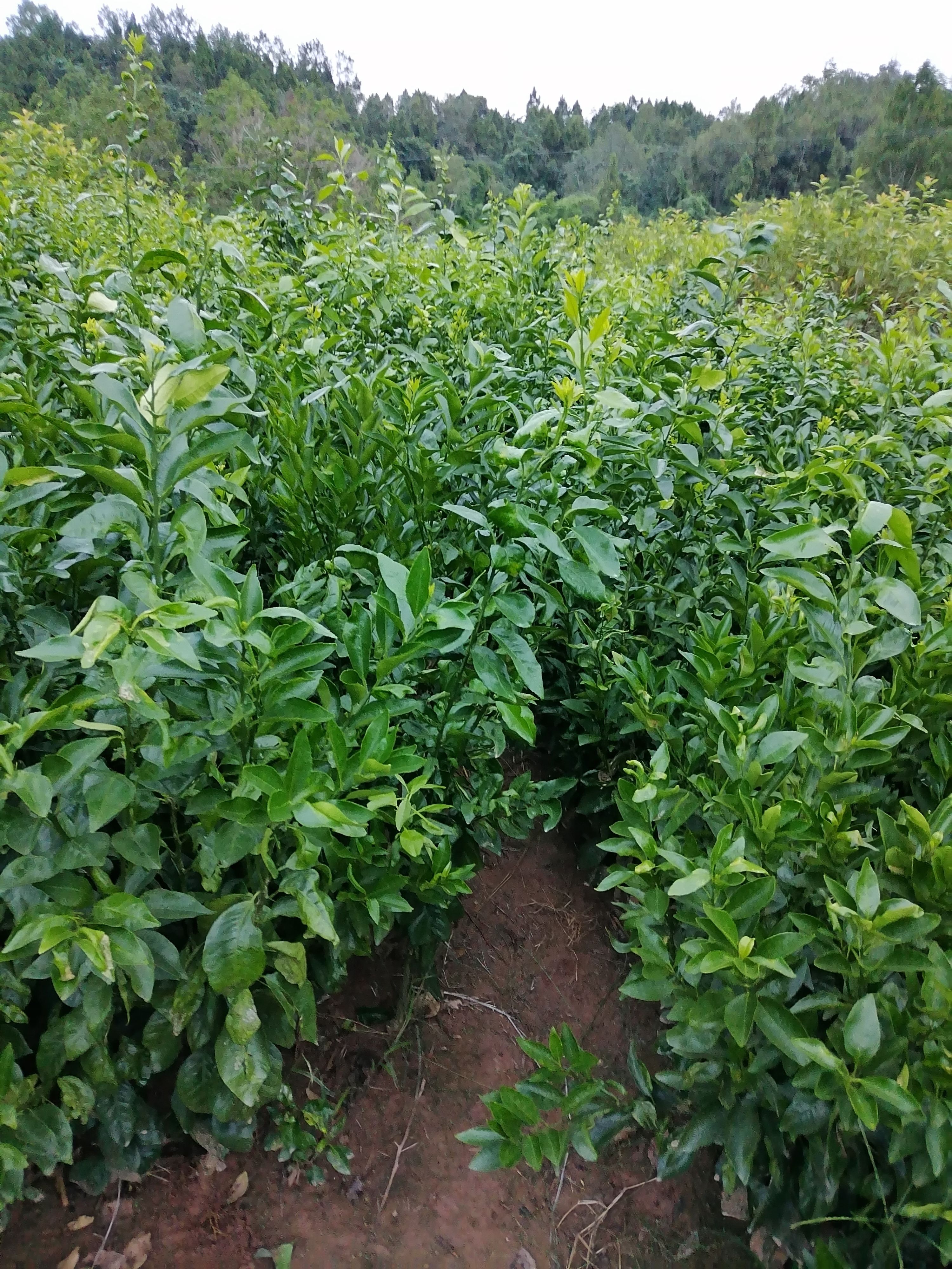 沃柑苗  普通沃柑土球苗、沃柑地苗，苗好价优！