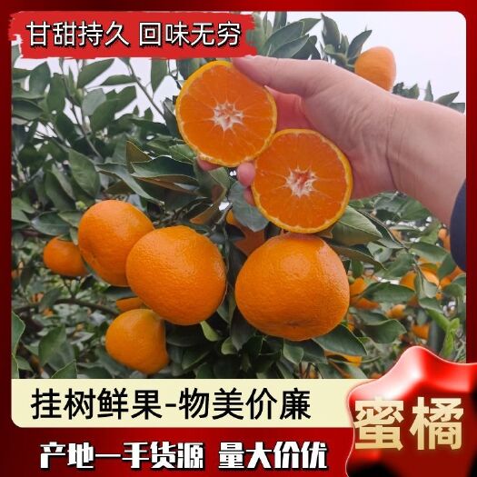 当阳市【热卖】湖北特早蜜橘 蜜桔 柑橘 汁多入口化渣 质量三包
