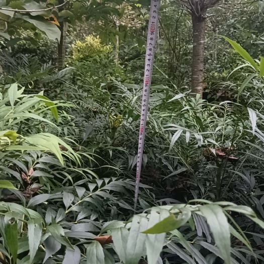 成都十大功劳120
