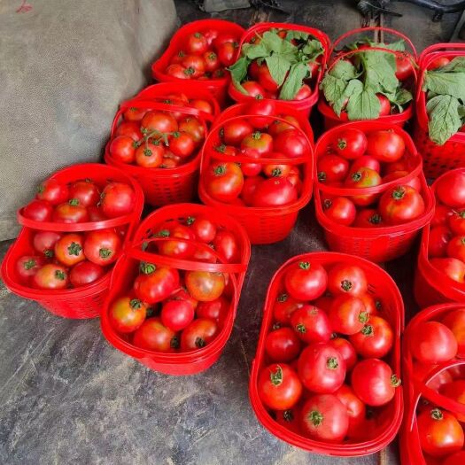 安宁市绿色种植，草莓番茄