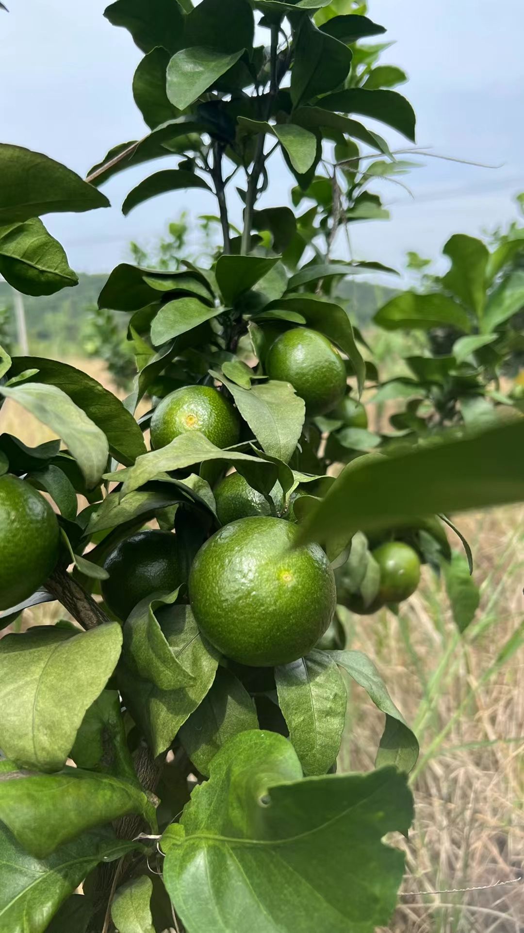 金秋砂糖橘，蜜橘