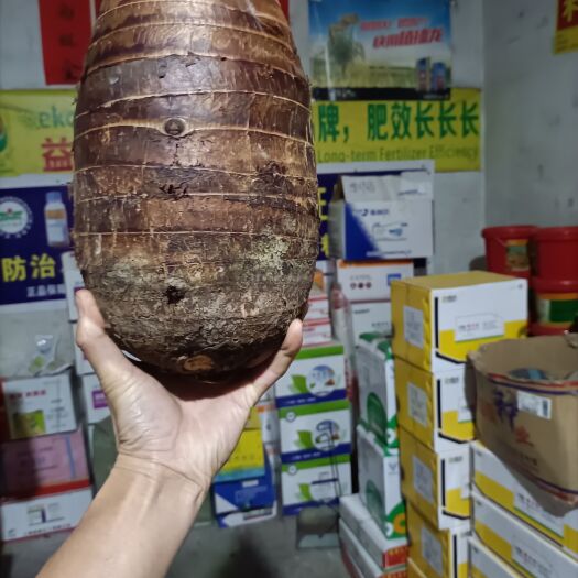 贺州贺州香芋