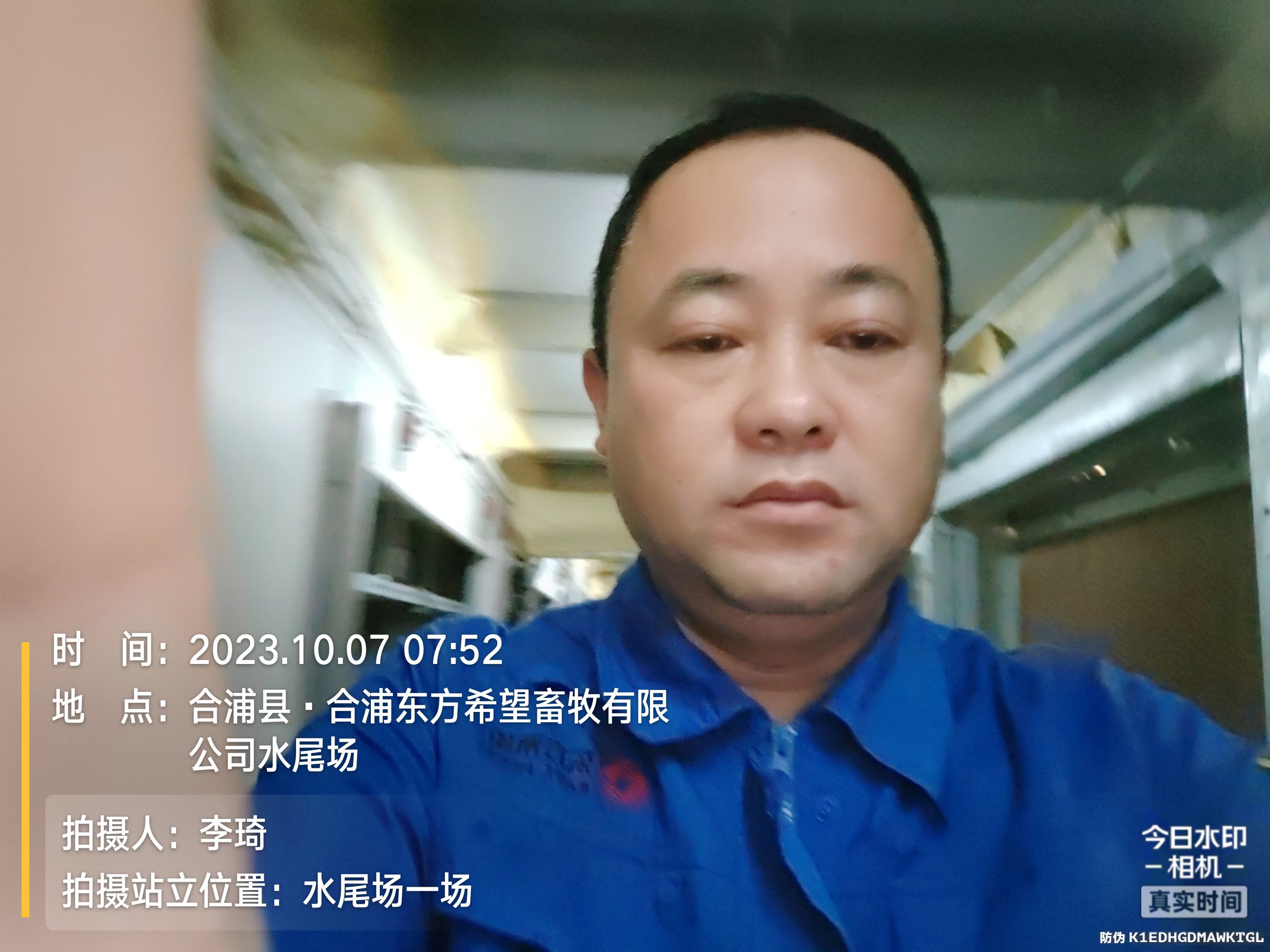 大量黄骨鱼