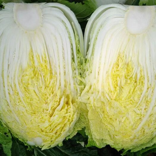 新野县白菜 黄心大白菜大量上市中 专业对接市场超市电商保质保量