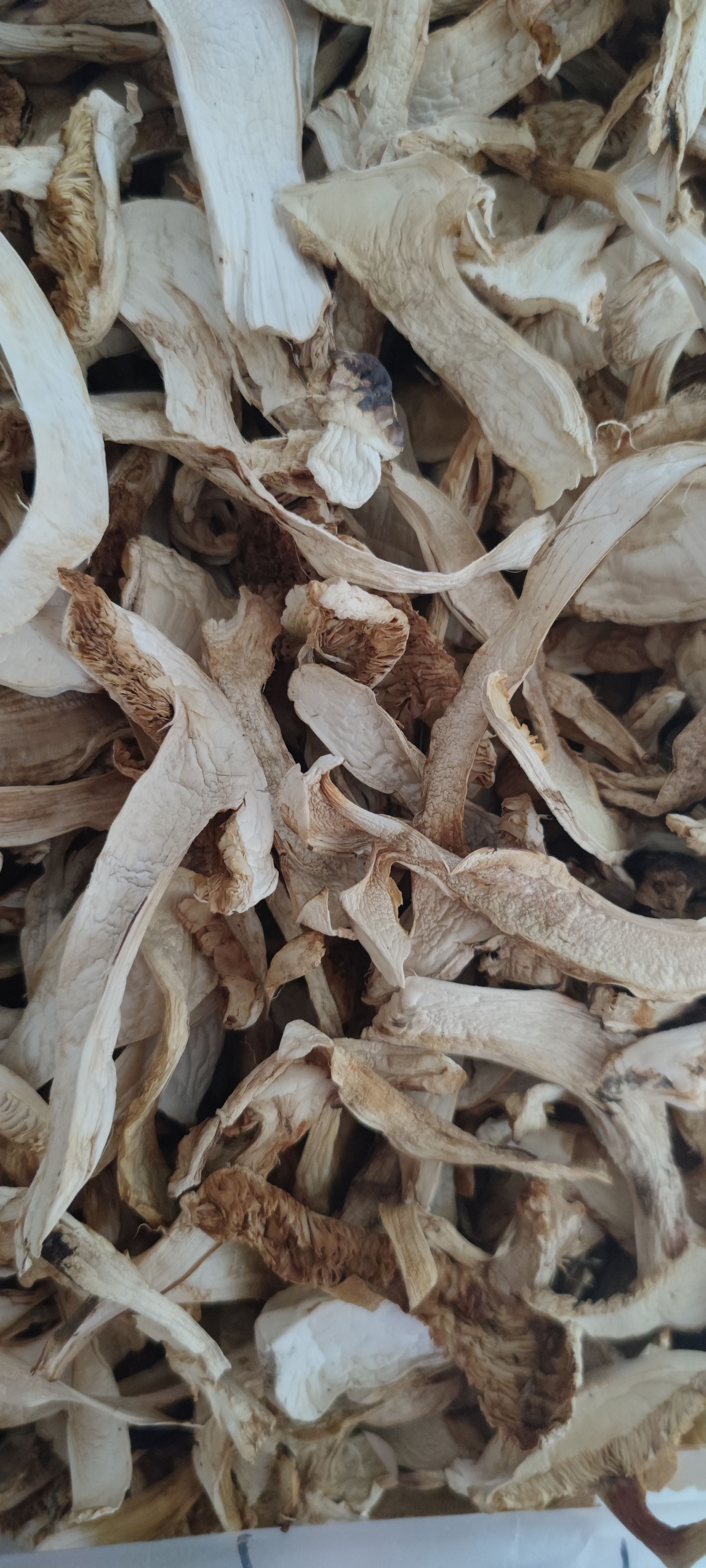 香格里拉松茸白片