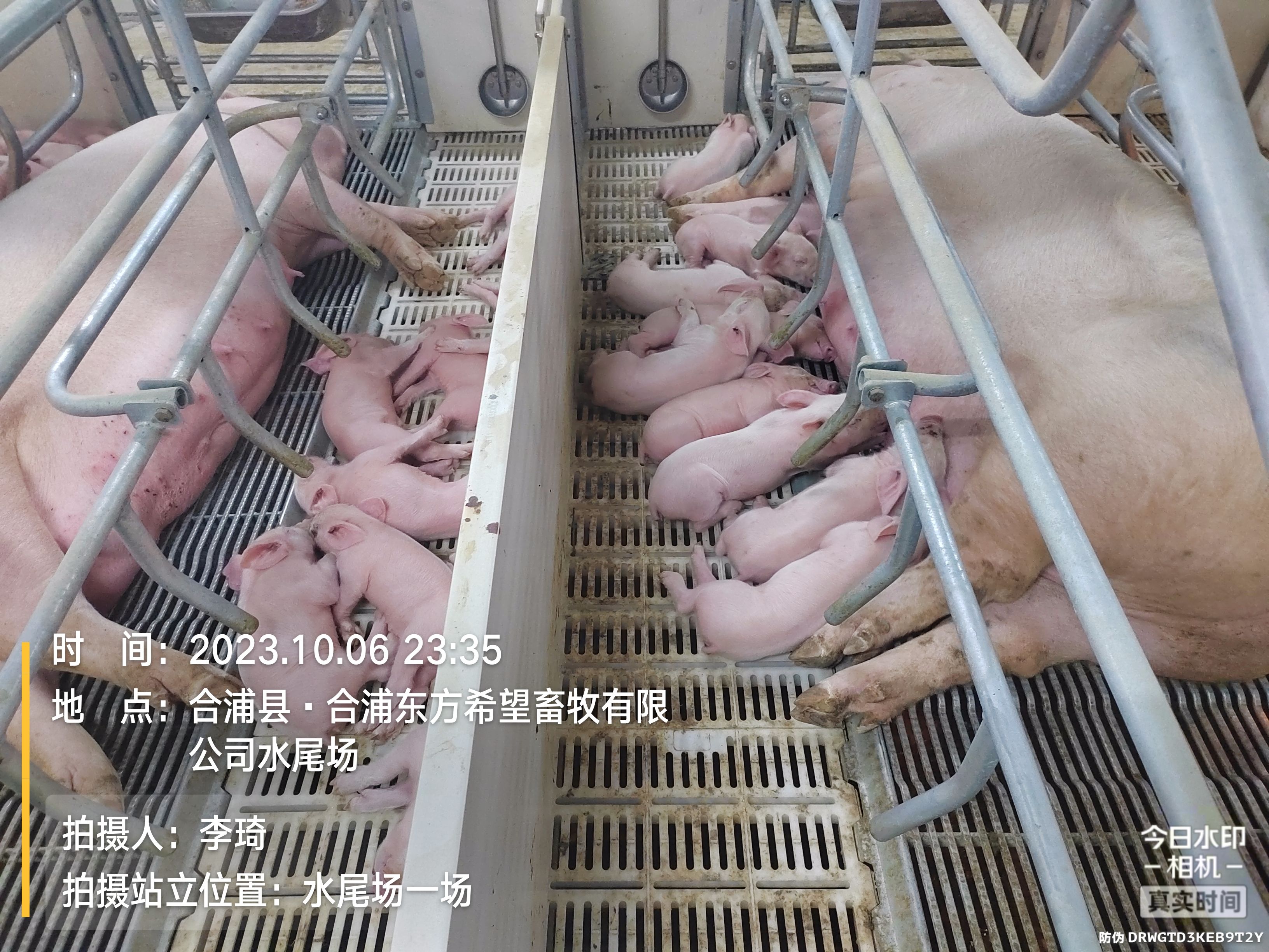 大量黄骨鱼