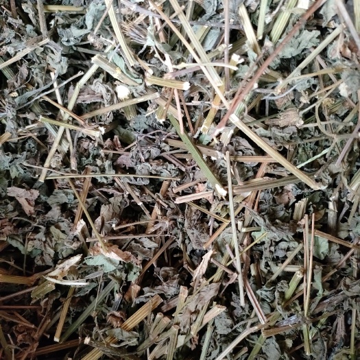 玉溪鬼针草