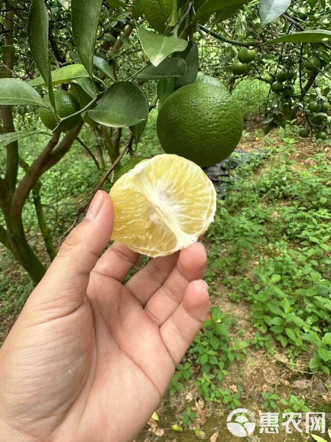 电白产地，皇帝柑大量上市，有需要的老板可以联系我