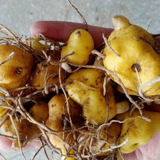 石棉县一年黄精块茎，一斤有50到70颗，价格10元一斤，不包邮