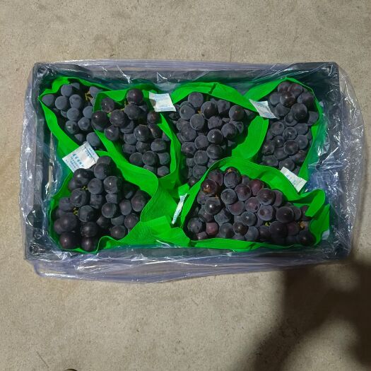 北镇市巨峰葡萄，辽宁大颗粒巨峰葡萄