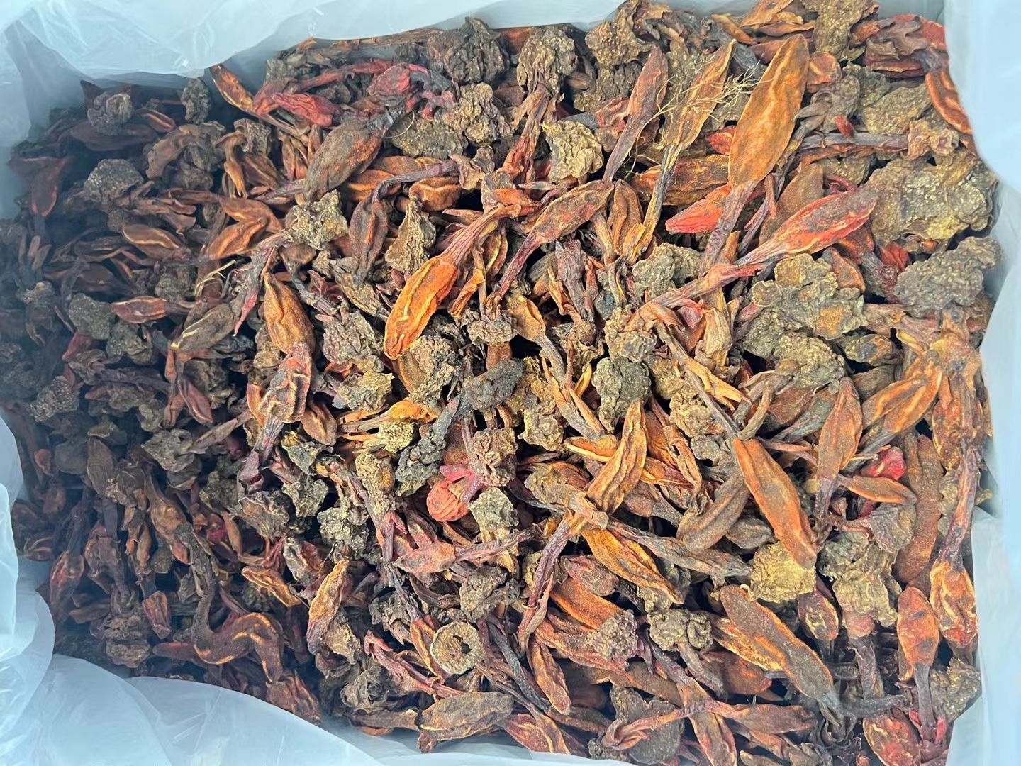回春草