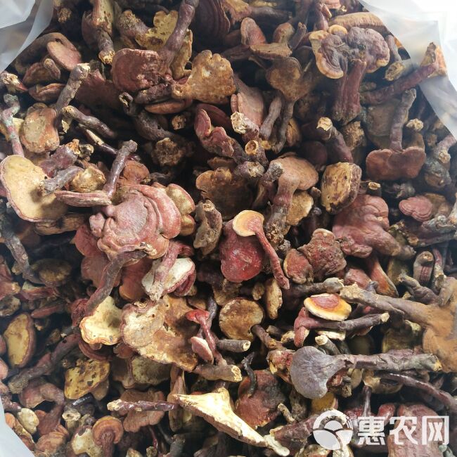 金寨灵芝(包邮)
大别山区灵芝