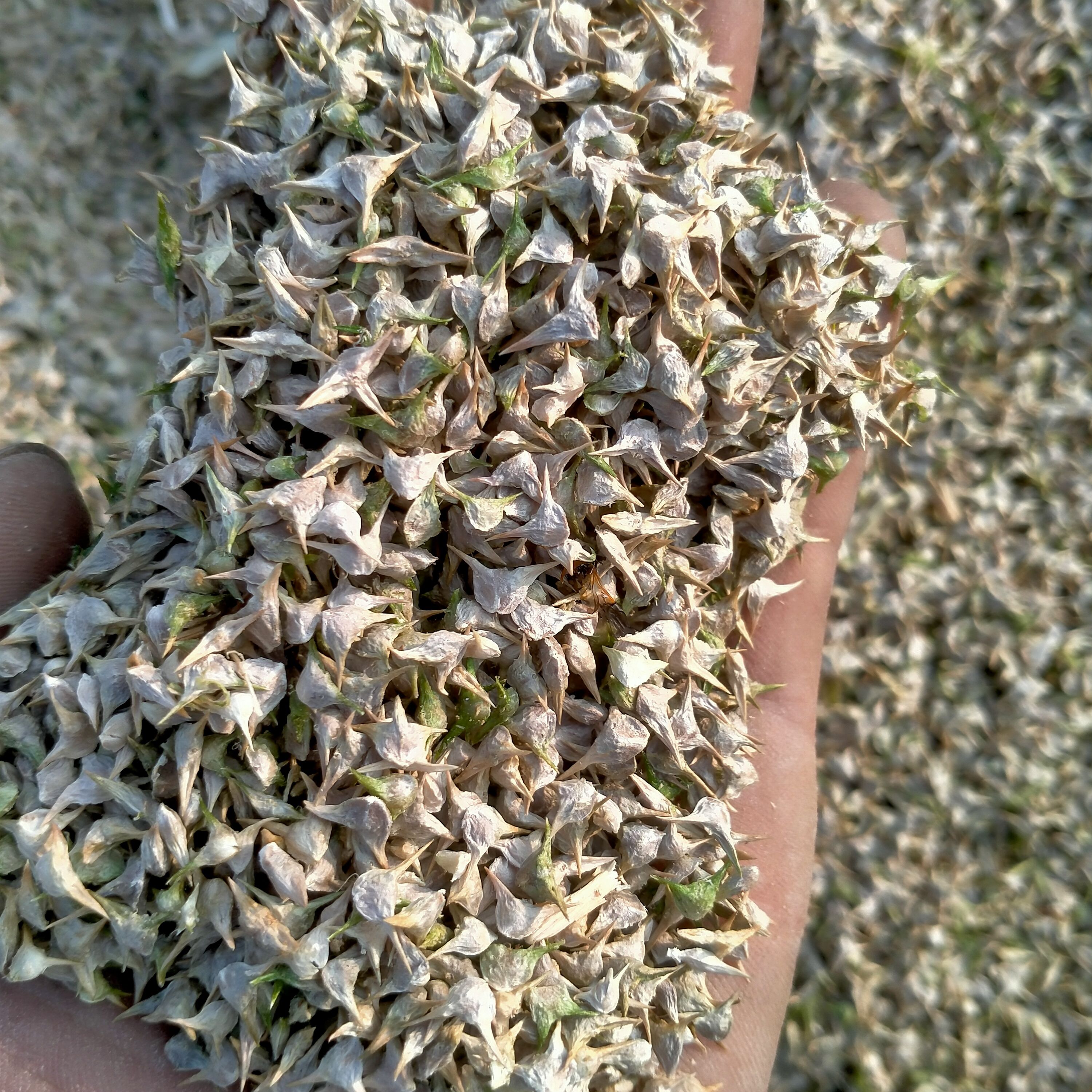 全能菠菜种子