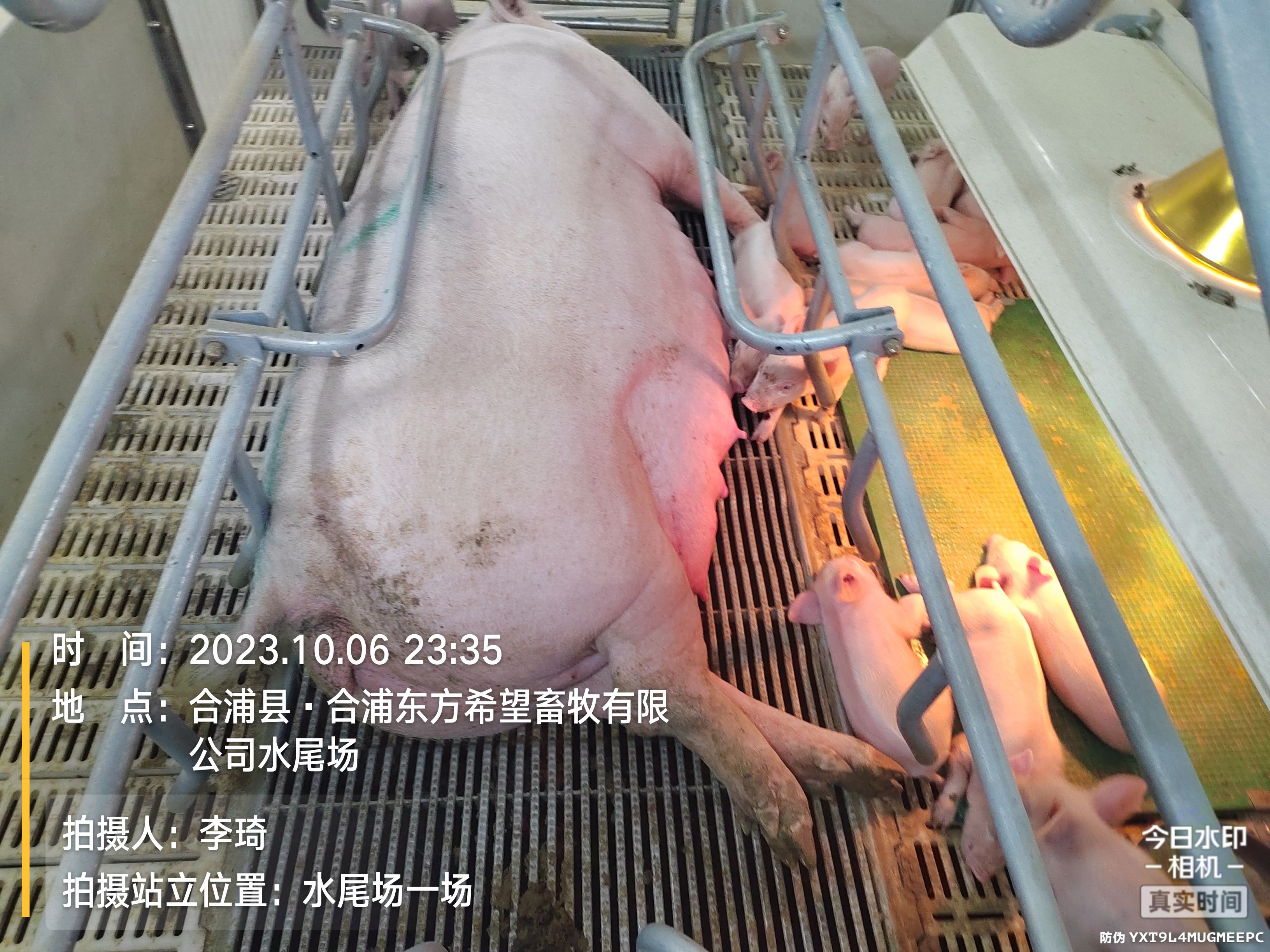大量黄骨鱼