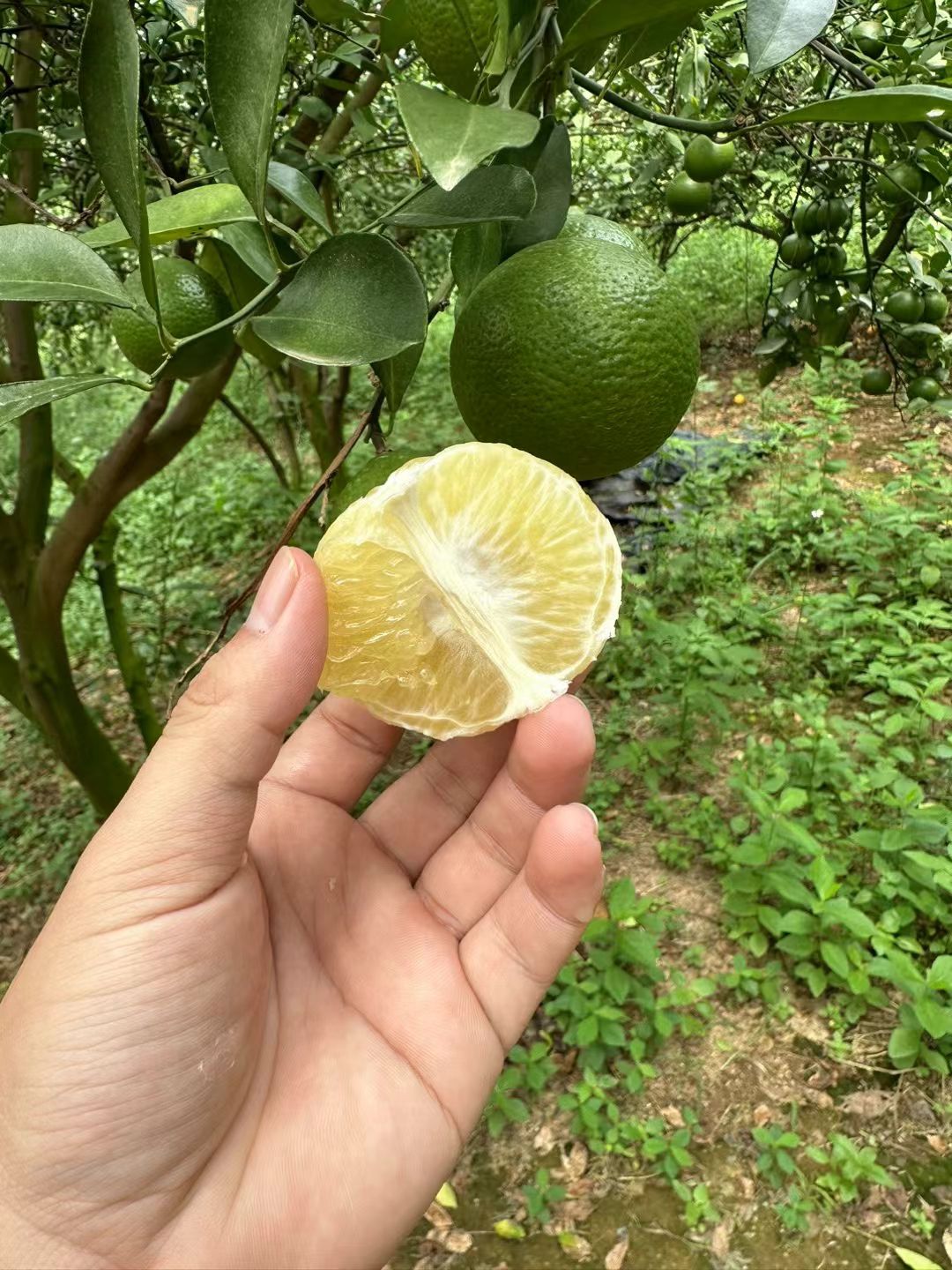 电白产地，皇帝柑大量上市，有需要的老板可以联系我