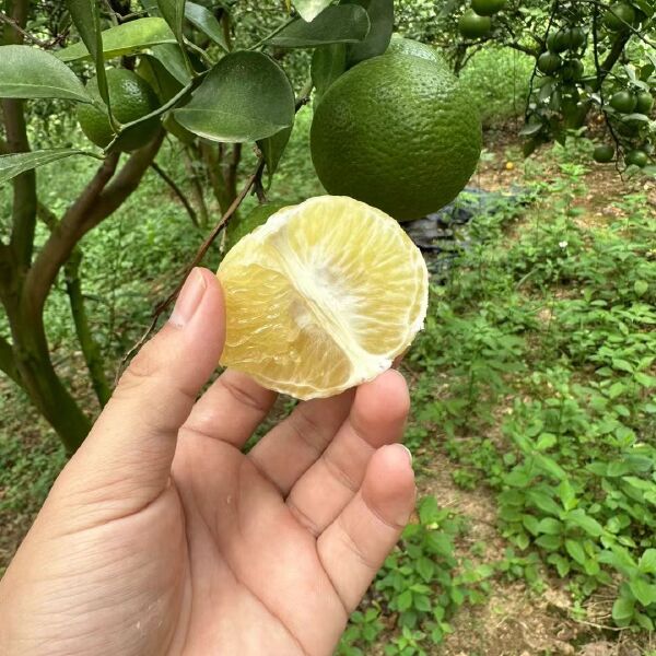 电白产地，皇帝柑大量上市，有需要的老板可以联系我