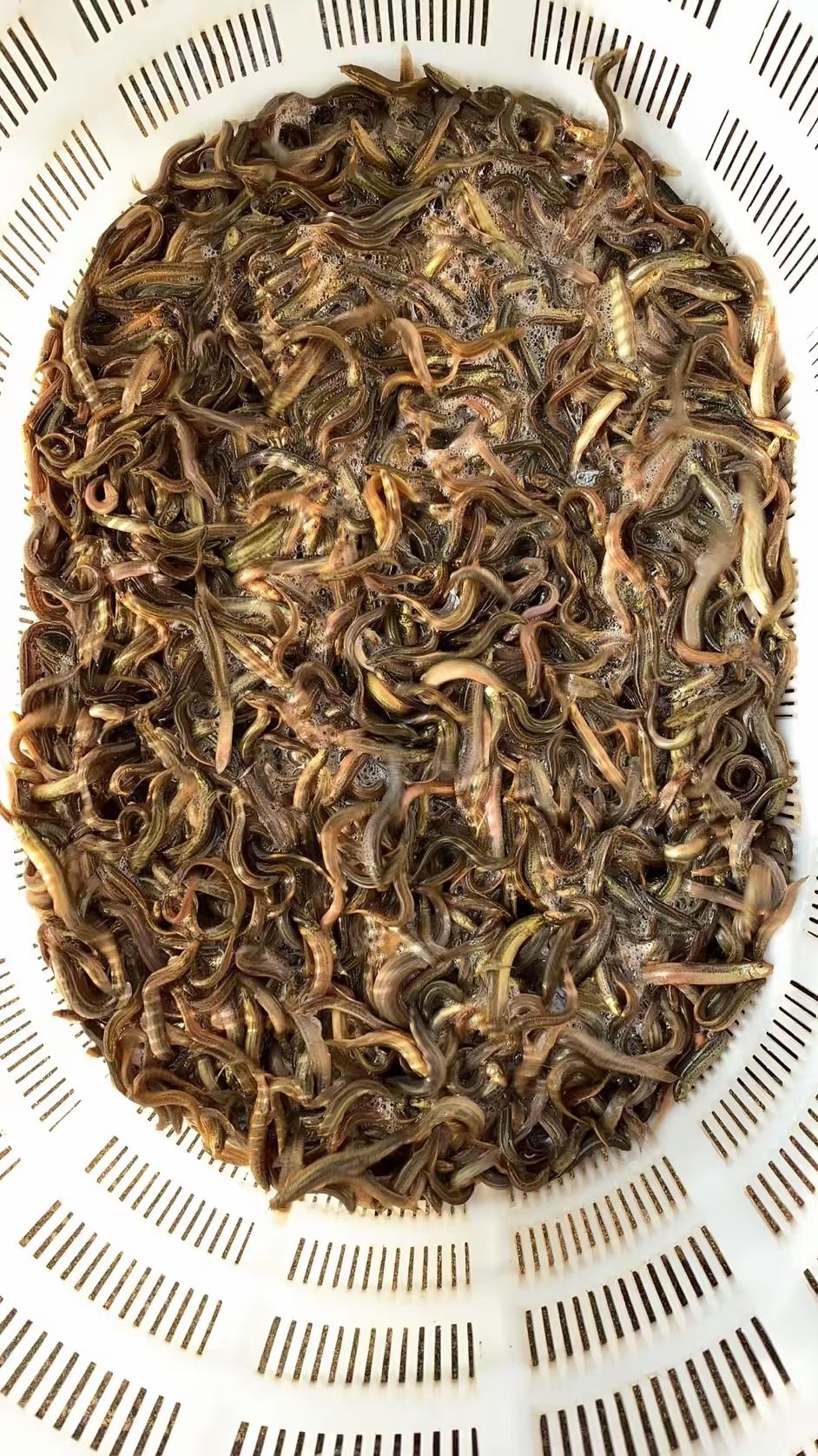泥鳅鱼