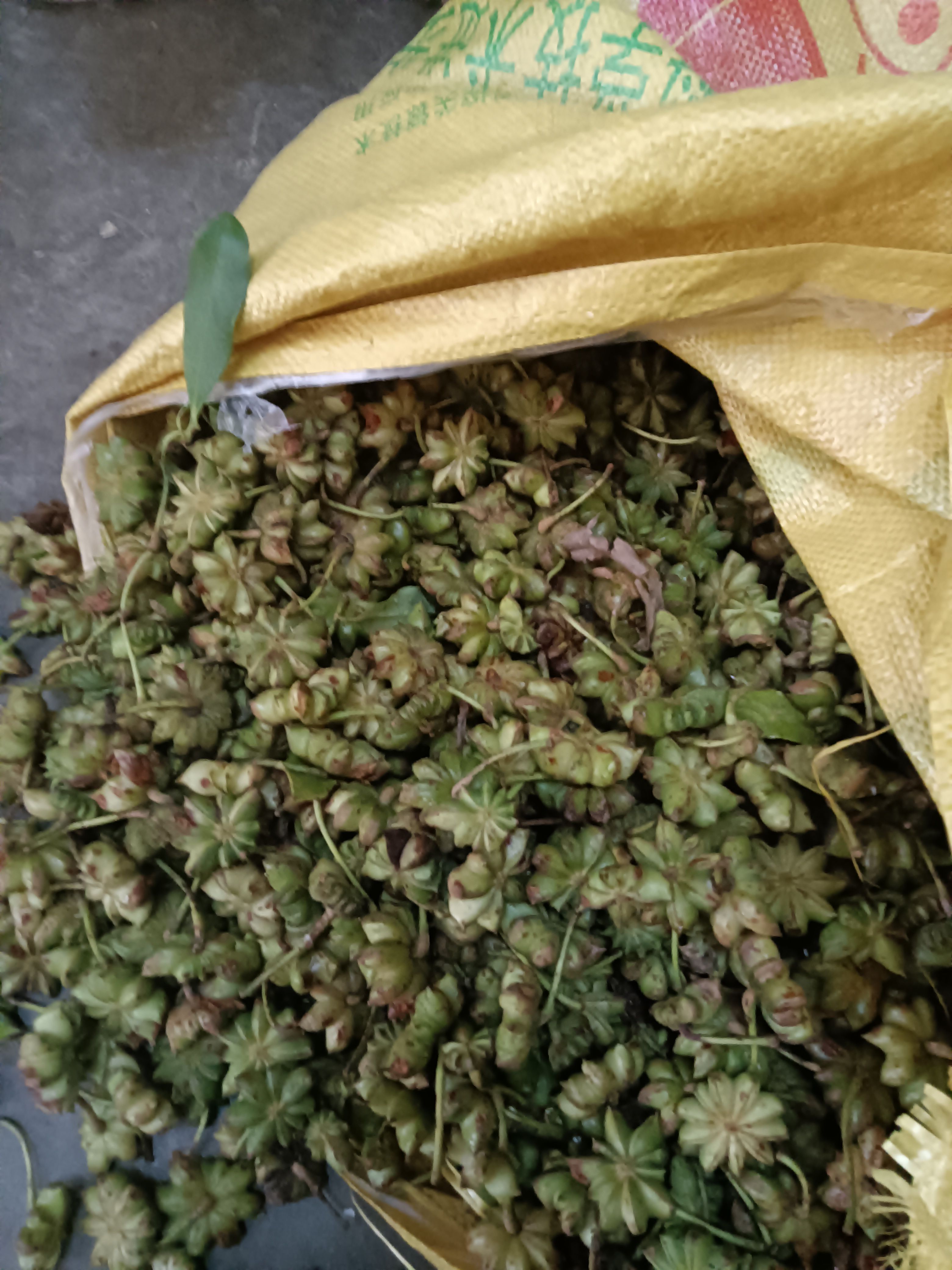大红干八角，全干，精品一级大红，质量保证，无硫磺