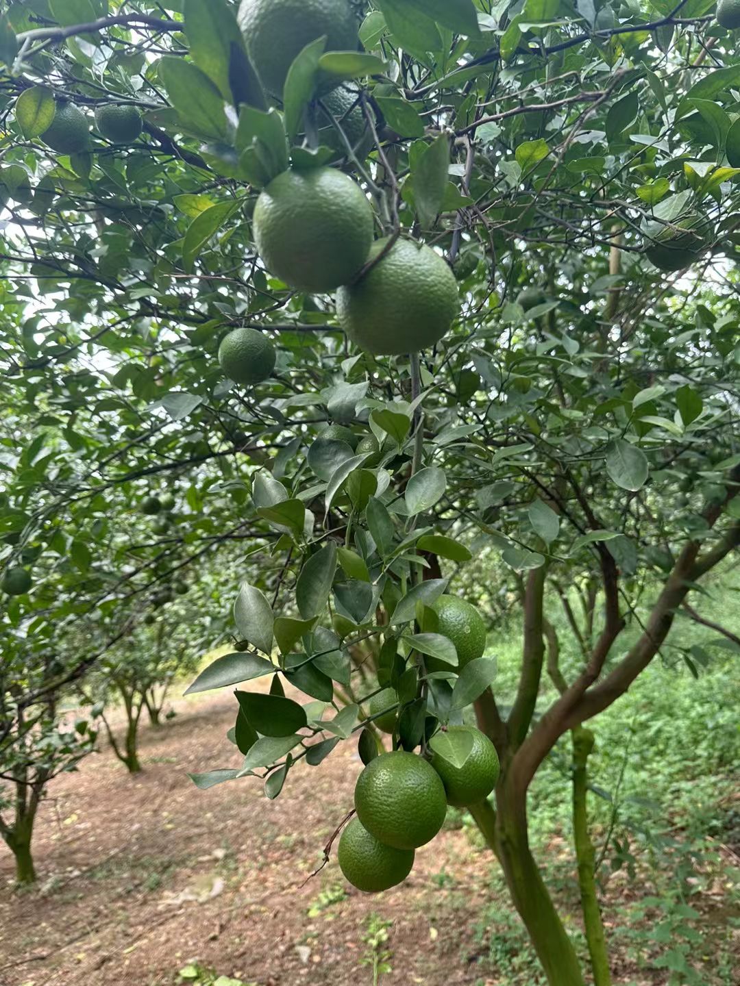 电白产地，皇帝柑大量上市，有需要的老板可以联系我