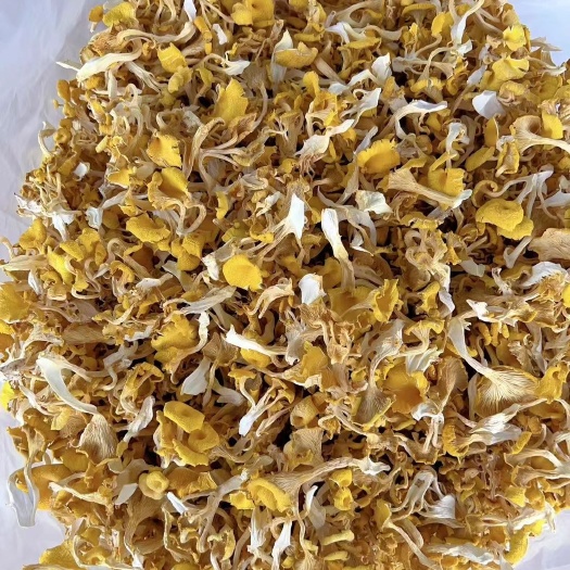 昆明精品榆黄菇鸡油菌