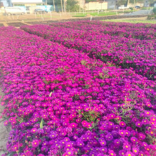 青州市荷兰菊，双色盆苗小杯苗，多色，多分岔，常年有货