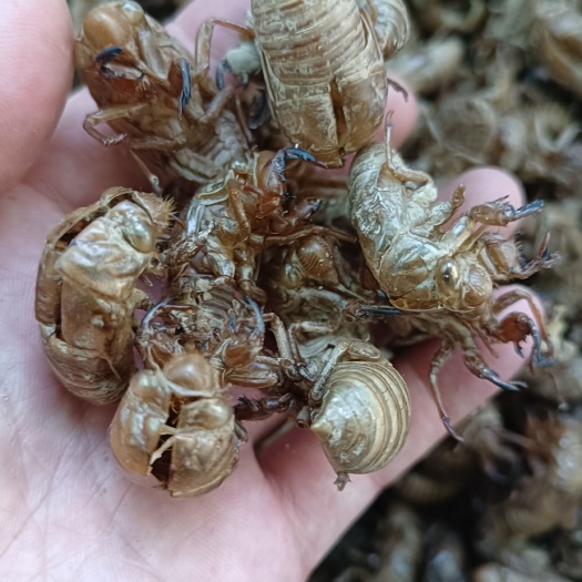 十堰优质水洗蝉蜕