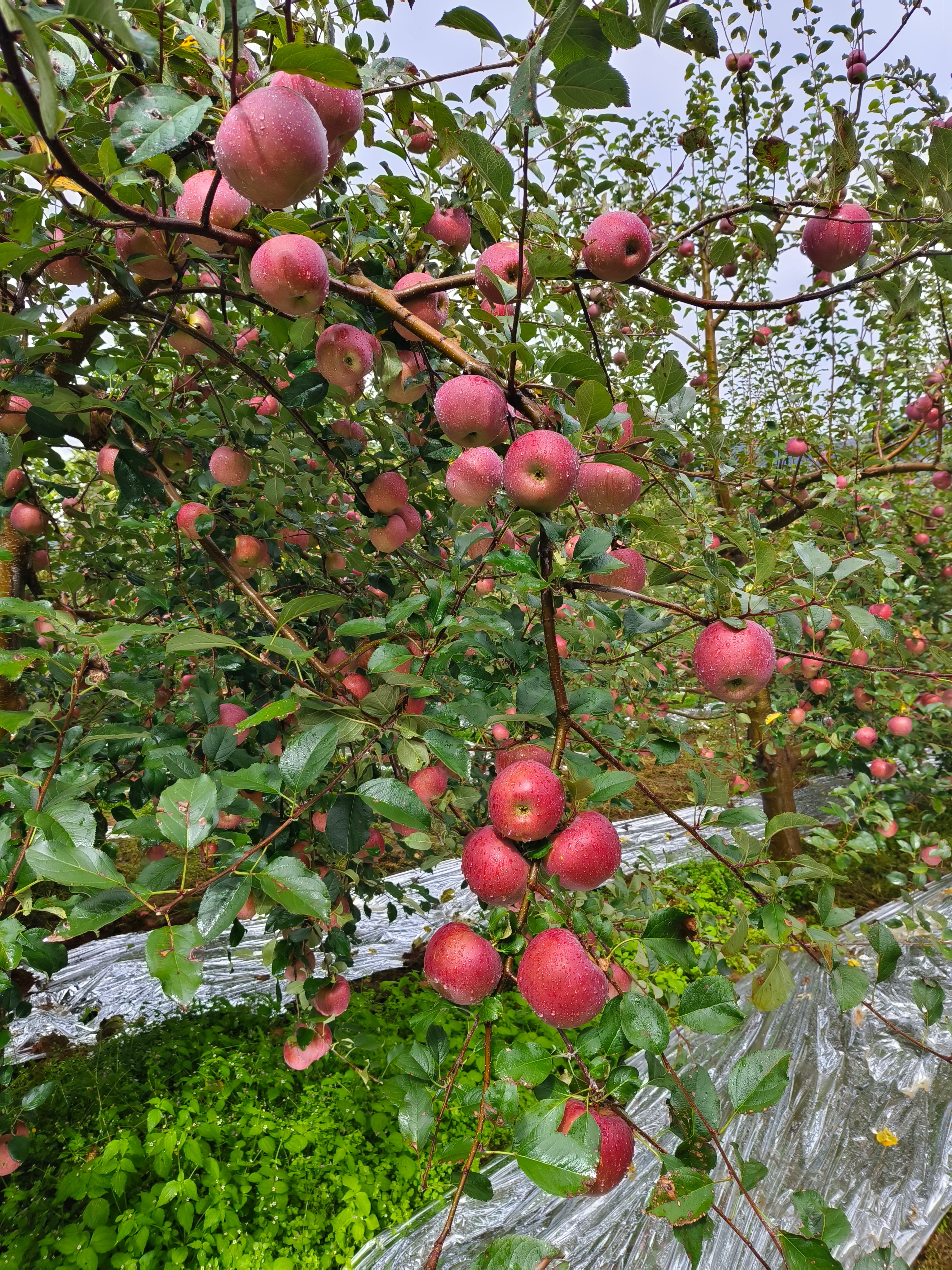 生长在2400米以上的高山丑苹果，方圆100里没有任何污染物