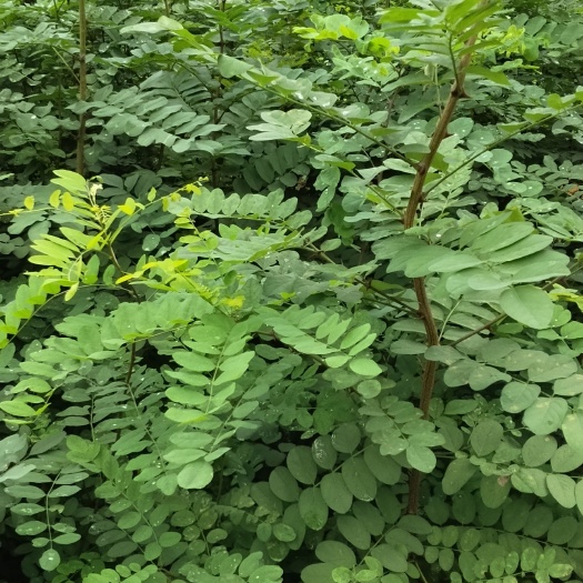 宁强县刺槐苗