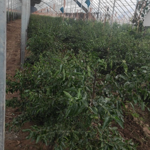 大荔县冬枣树苗
