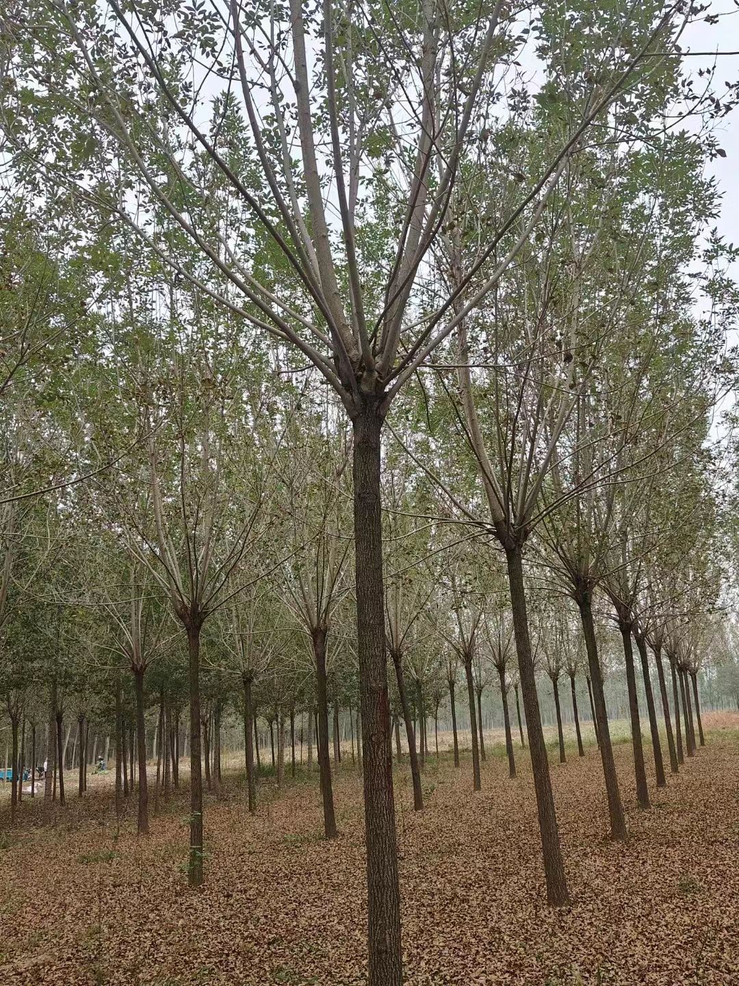 老式白蜡