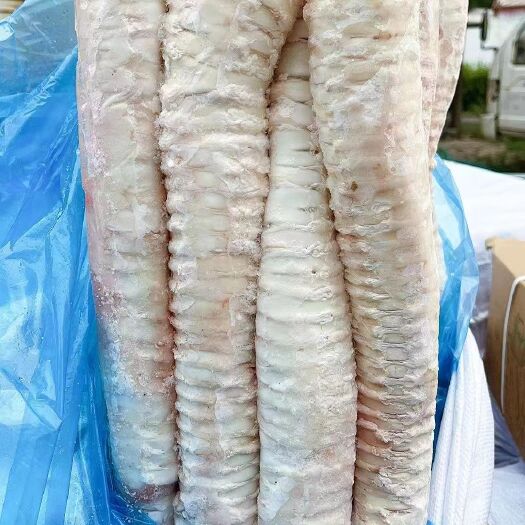 阳信县牛肺管
