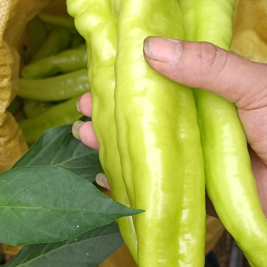 叶县一级黄皮辣椒