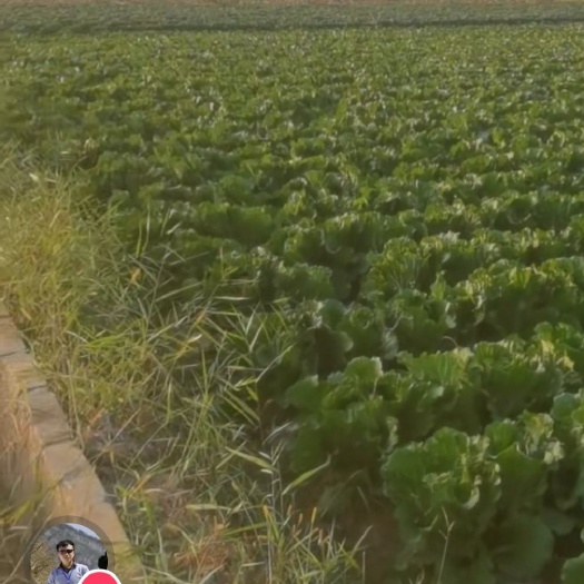 青铜峡市宁夏大白菜