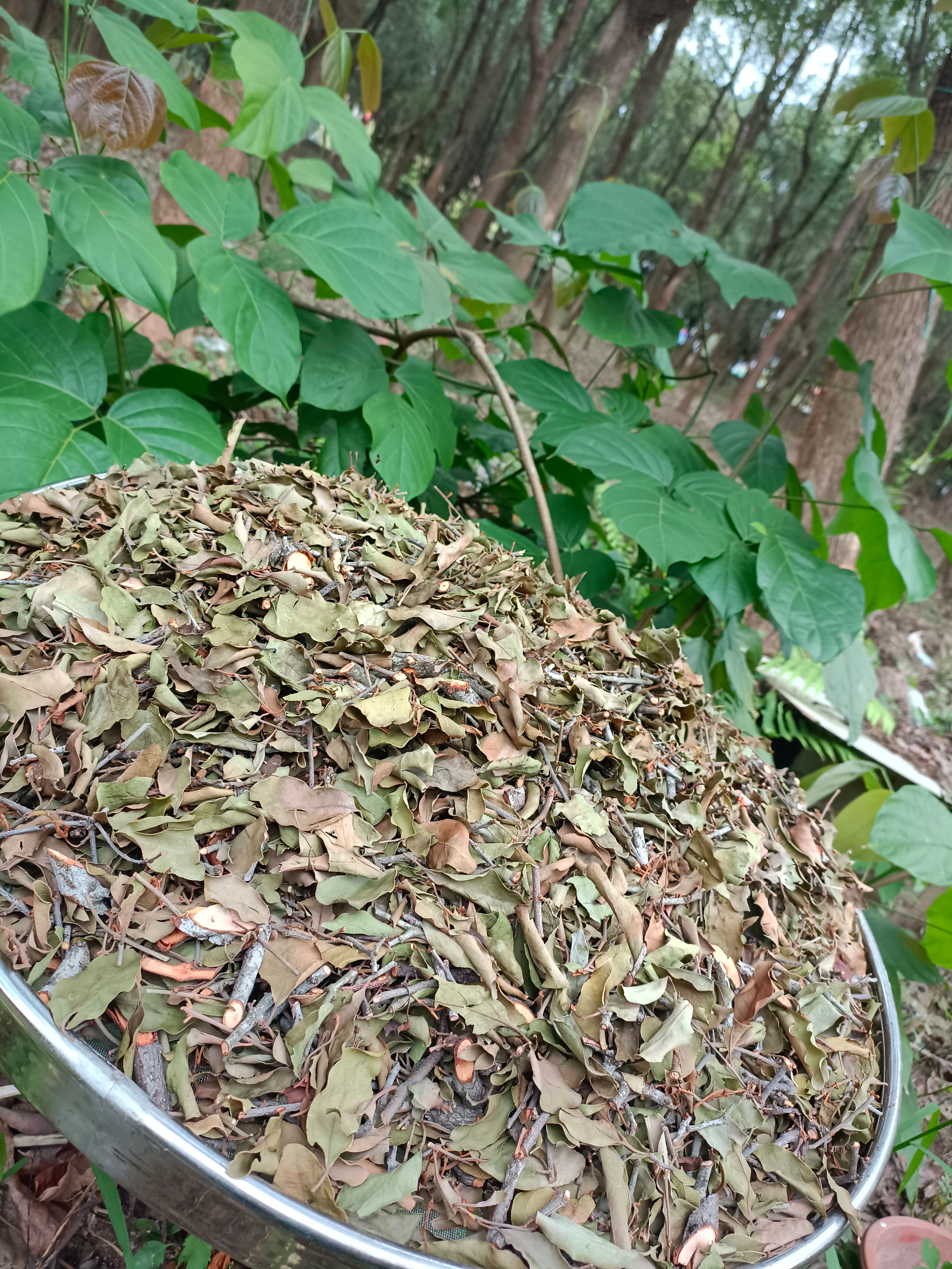 苦栋木寄生-火栋木寄生，苦楝木寄生，火楝木寄生 苦楝参寄生